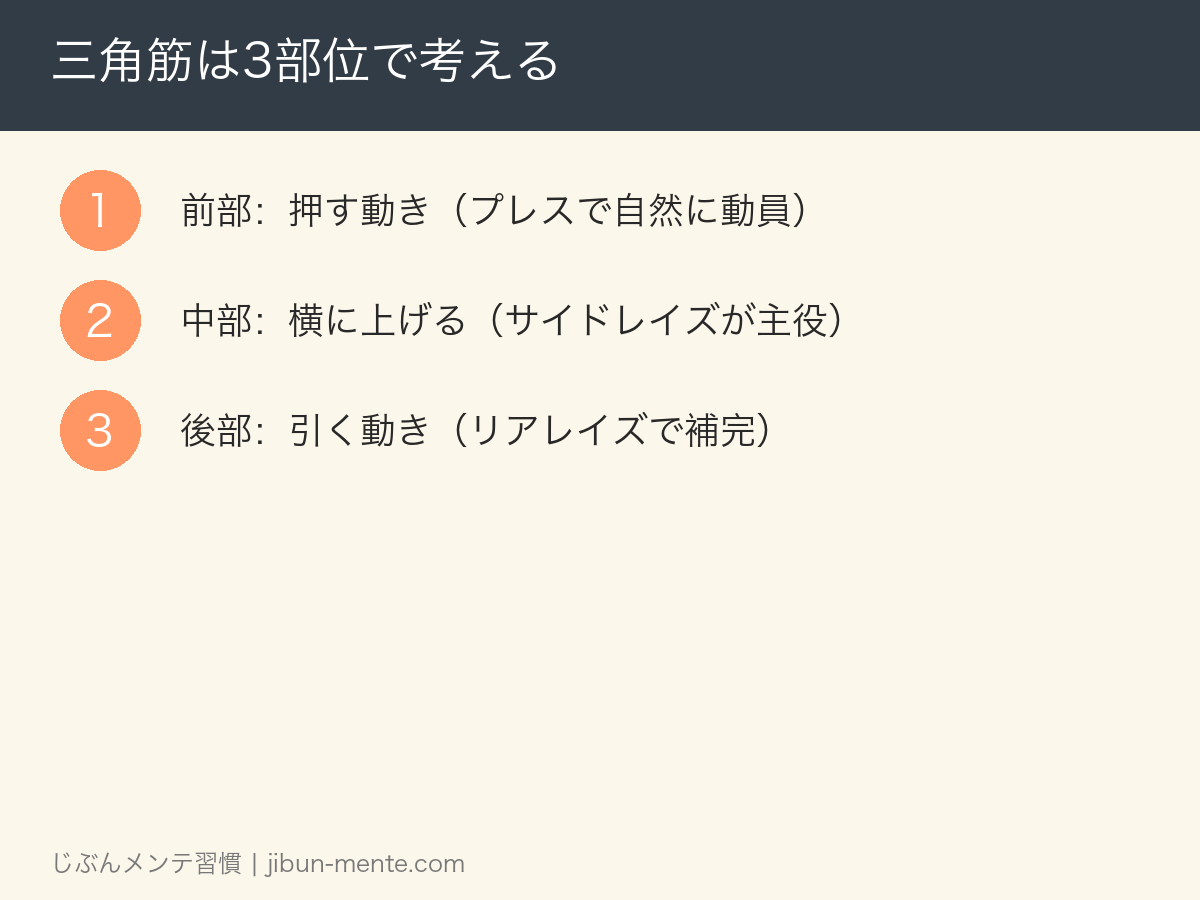 三角筋の3部位（前部・中部・後部）